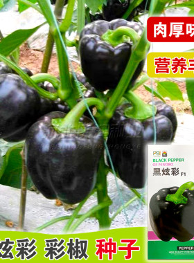 紫甜椒种子高产四季播阳台盆栽春夏播蔬菜种孑紫黑霞超大辣椒种籽