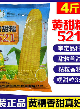 糯粘甜玉米种籽黄糯甜521糯玉米种子黄色糯四季农业籽种香甜软