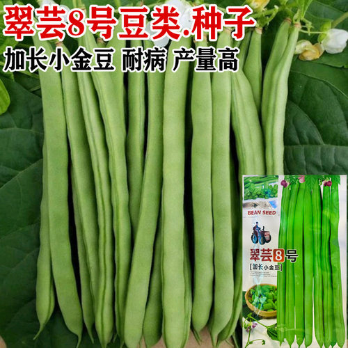 四季豆种子嫩玉小金豆