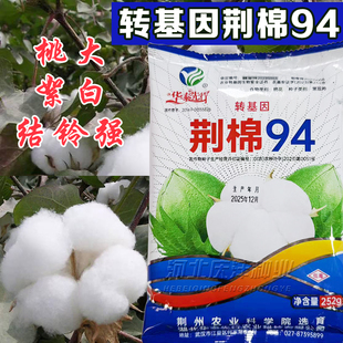 春季大桃千斤王棉花种籽子国审大田种农用高产抗病抗虫大桃棉花籽