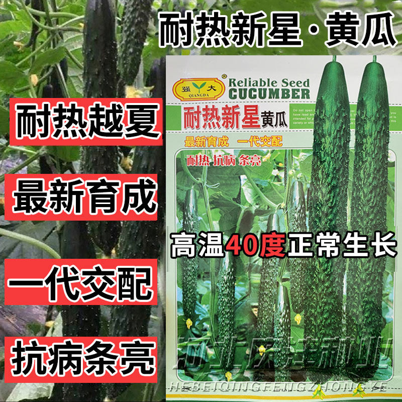 耐热黄瓜种子油亮密绿肉青瓜种籽抗病耐高温绿肉青瓜蔬菜种子基地