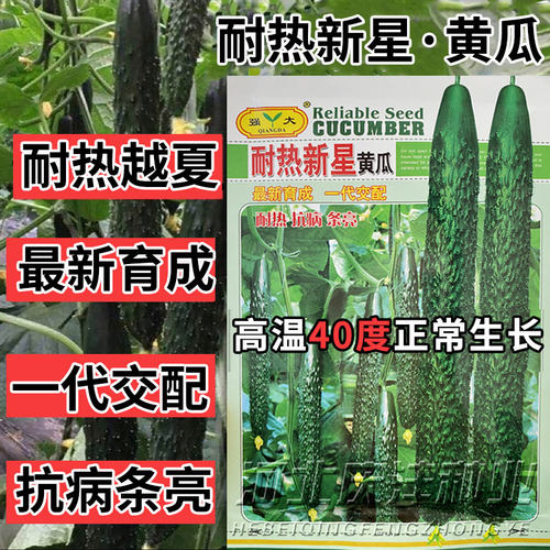 黄瓜1级良种耐高温春秋播绿肉