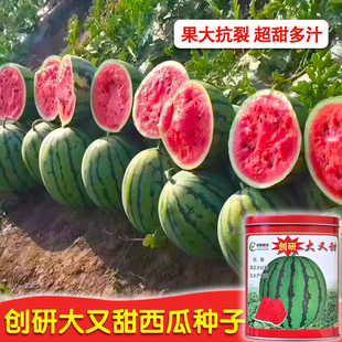 地雷王西瓜种籽 早熟薄皮红壤西瓜种子高产超甜 庭院大田蔬果种孑