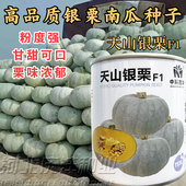 天山银栗南瓜种子贵族板栗南瓜粉糯甘甜南瓜蔬菜种籽孑银栗南瓜籽