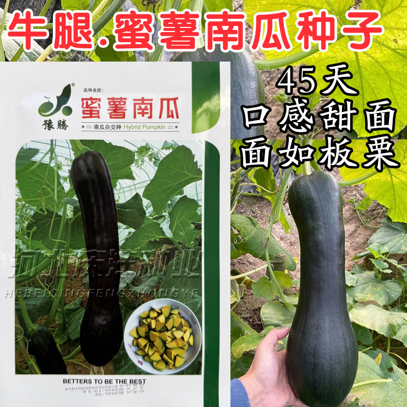 蜜薯南瓜种子牛腿型南瓜种子籽甜面结果多高产黑皮南瓜种子板栗味