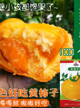 番茄种子东北大黄柿子种籽西红柿种孑沙瓤春季蔬菜菜籽黄色大果种