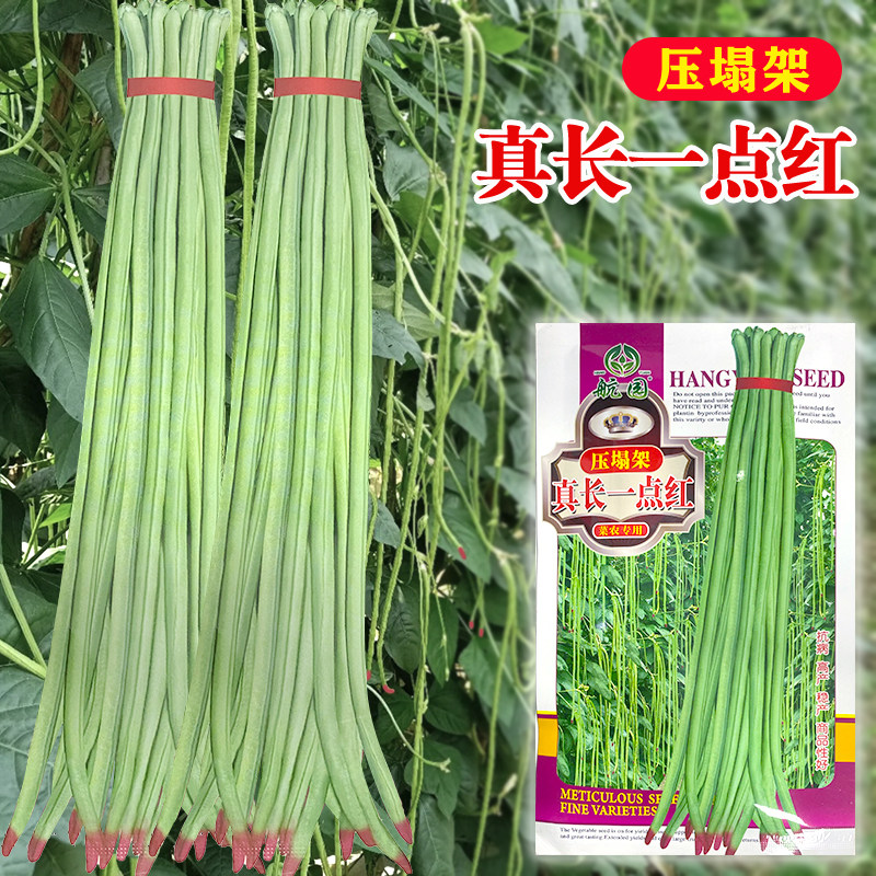 高产早熟特长豆角种子一点红豇豆种籽菜豆架豆爬藤春秋季蔬菜种孑图片