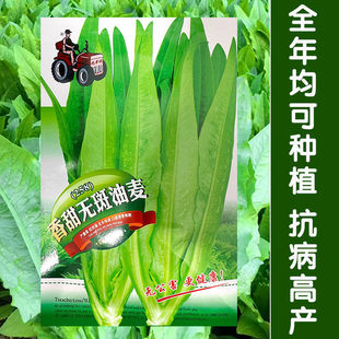 香甜无斑油麦四季播油麦菜种子耐热油麦菜籽耐湿高产大田基地用种