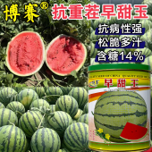 抗重茬早甜王西瓜种子早熟皮薄抗裂薄皮红瓤圆形甜脆8242麒麟瓜