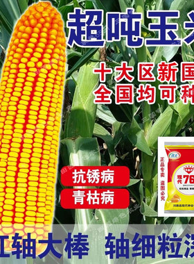 大棒型高产玉米种子夏季耐高温