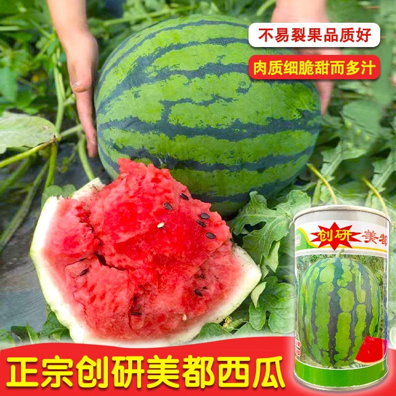 美都西瓜种子麒麟皮薄耐裂少籽超甜脆8424圆西瓜美都西瓜种子籽孑