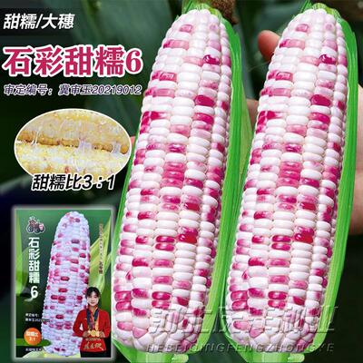 彩甜糯玉米种子早熟国审花粒