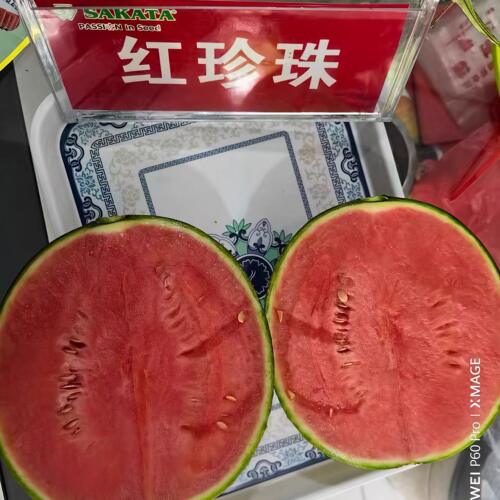 日本进口坂田红珍珠西瓜种子高甜