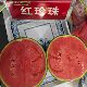日本进口坂田红珍珠西瓜种子薄皮高甜西瓜种籽水果礼品西瓜种孑2k