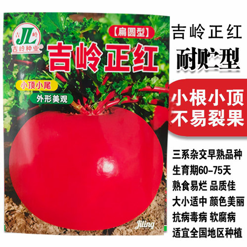 关东红萝卜种子东北大红