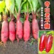 包邮 蔬菜种孑 秋季 奇山老不糠水萝卜种子红皮白心脆甜种籽高产春季