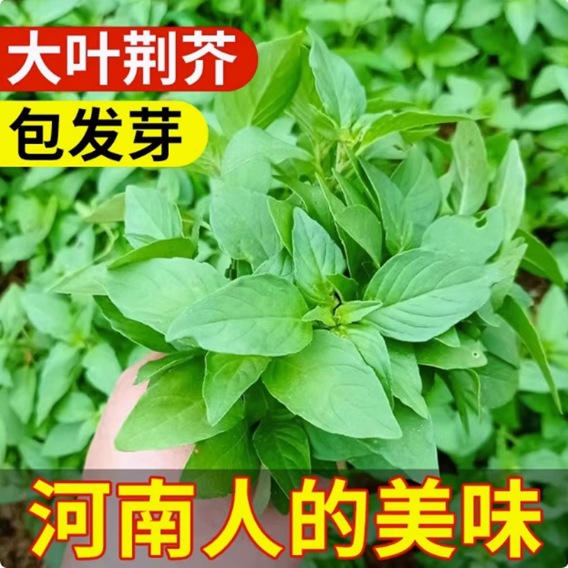 河南大叶荆芥种子菜籽阳台盆栽蔬菜种子农家四季播种荆芥菜种子籽,鲜花速递/花卉仿真/绿植园艺,家庭园艺种子,淘宝优惠券,粉丝福利购,淘宝优惠卷