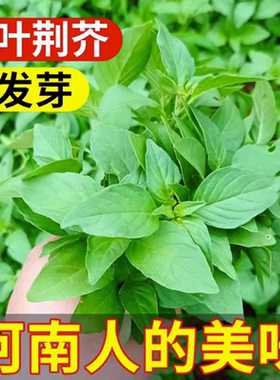 河南大叶荆芥种子菜籽阳台盆栽