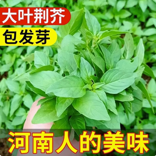河南大叶荆芥种子菜籽阳台盆栽蔬菜种子农家四季播种荆芥菜种子籽