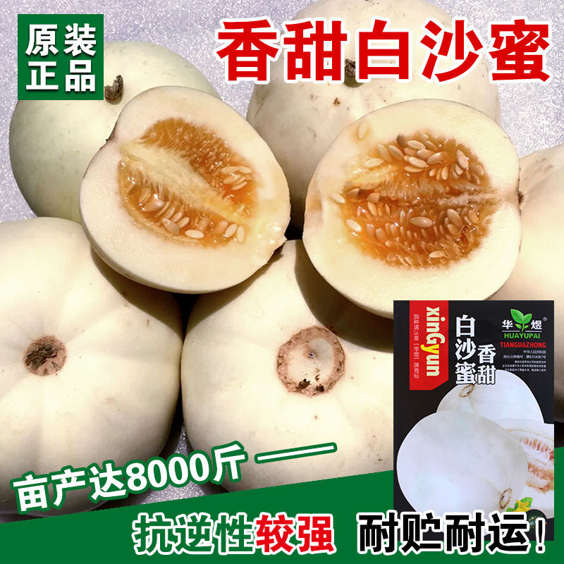 香甜白沙蜜甜瓜种子春秋季高产薄皮特大白皮香瓜种籽四季水果种孑