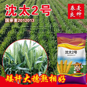 春小麦种子国审春麦子种籽大田高产矮杆大穗早熟抗倒小麦春季 播种