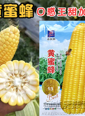 农娃娃黄蜜蜂极早甜糯玉米种子
