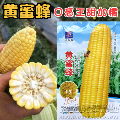 农娃娃黄蜜蜂极早甜糯玉米种子