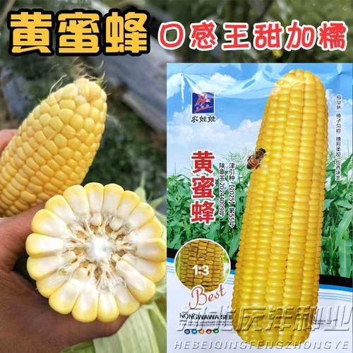农娃娃黄蜜蜂极早甜糯玉米种子