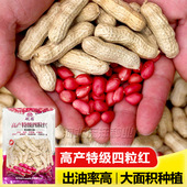山东高产薄壳四粒红花生种子种籽黑带壳红皮花生米孑子大粒新品 种
