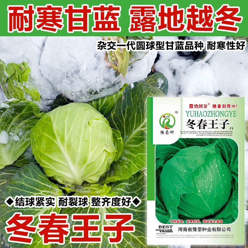 露地越冬甘蓝种子冬春王子耐寒圆球耐冻耐裂抗病甘蓝包菜种子籽孑