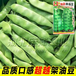 摘不完地油豆豆角种子东北好种北方高产早熟40天不搭架豆角籽春季
