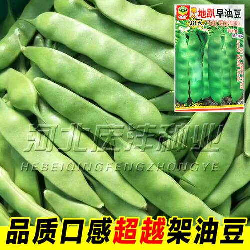 摘不完地油豆豆角种子东北好种北方高产早熟40天不搭架豆角籽春季