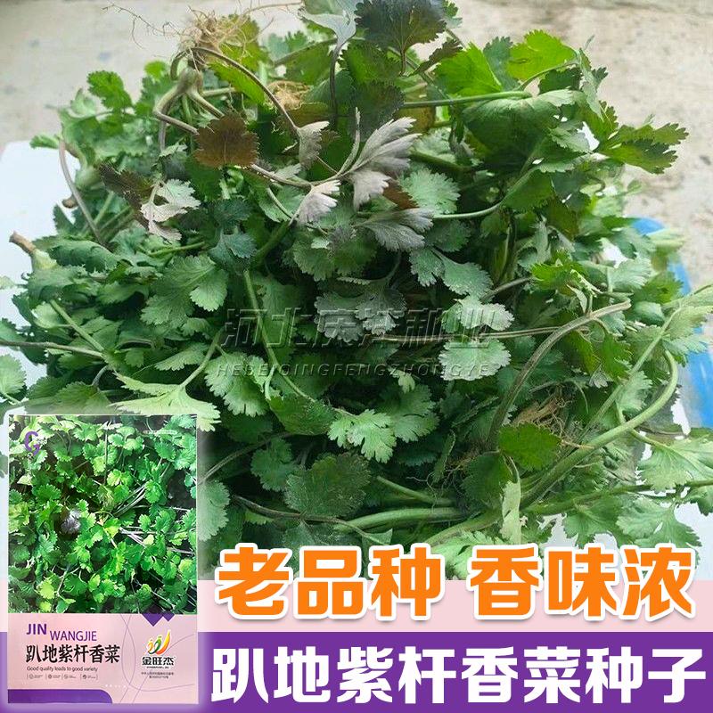 老品种紫根香菜矮杆趴地香菜种子小叶浓香型芫荽种籽趴地芫荽种籽
