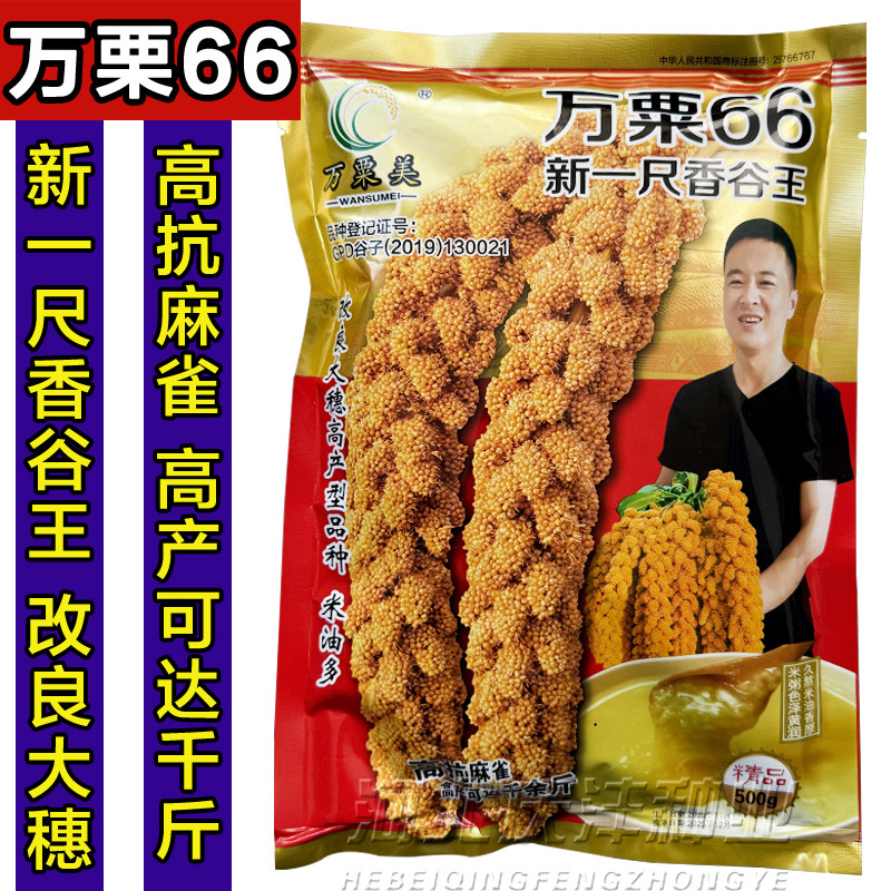 万粟66香谷王黄谷种子黄小米种子籽高抗麻雀改良大穗小香米抗倒伏