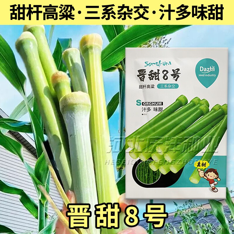 8号甜杆种子甘甜多汁四季播种水果甜高粱甜杆种子北方小甘蔗杂交