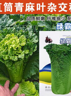 绿霸77大白菜种子耐贮藏口感好