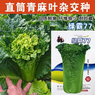 绿霸77大白菜种子直筒青麻叶白菜种子裸棵满心口感好耐贮藏蔬菜籽
