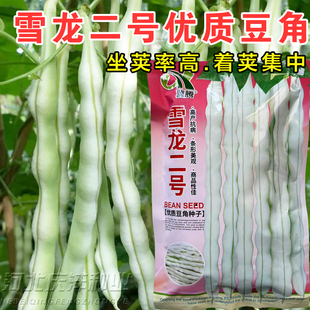 雪龙二号芸豆豆角种子九粒白优质豆角种子籽高产白不老芸豆种子