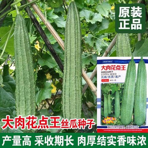 花点大肉丝瓜种子带有甜味的棱角丝瓜种子盆栽蔬菜超长丝瓜庭院