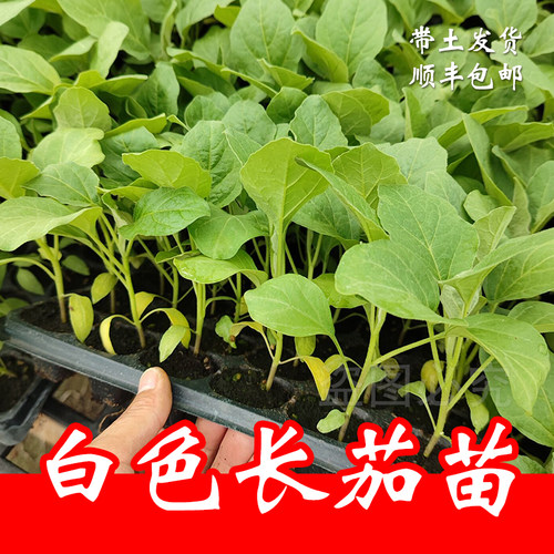 白茄子种苗  菜苗幼苗南方蔬菜长茄四季秧大全秧苗