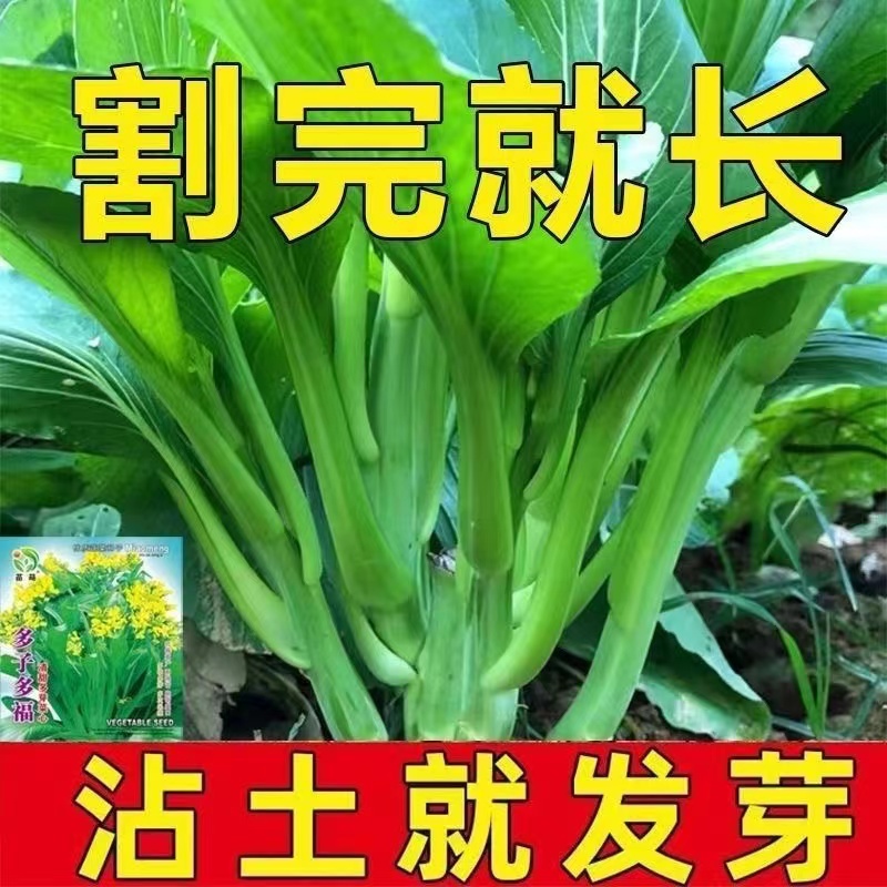 多子多福甜菜心种子多芽菜连州菜心种籽秋季农家庭院菜苔蔬菜种子