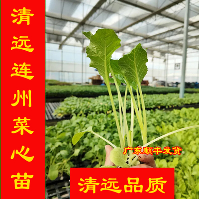 清远连州菜心秧苗 新鲜拔苗带泥发货阳台盆栽