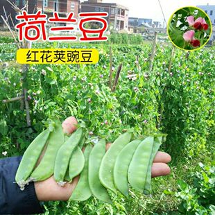 红花软荚荷兰豆种子豌豆苗豆角种籽蔬菜豌豆种籽孑籽种菜籽尖碗豆
