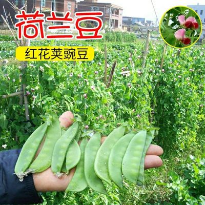 红花软荚荷兰豆种子豌豆苗豆角种籽蔬菜豌豆种籽孑籽种菜籽尖碗豆