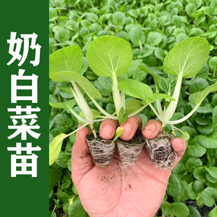 奶白菜秧苗速生奶油小白菜矮脚黑叶油菜生青菜四季阳台盆栽蔬菜苗