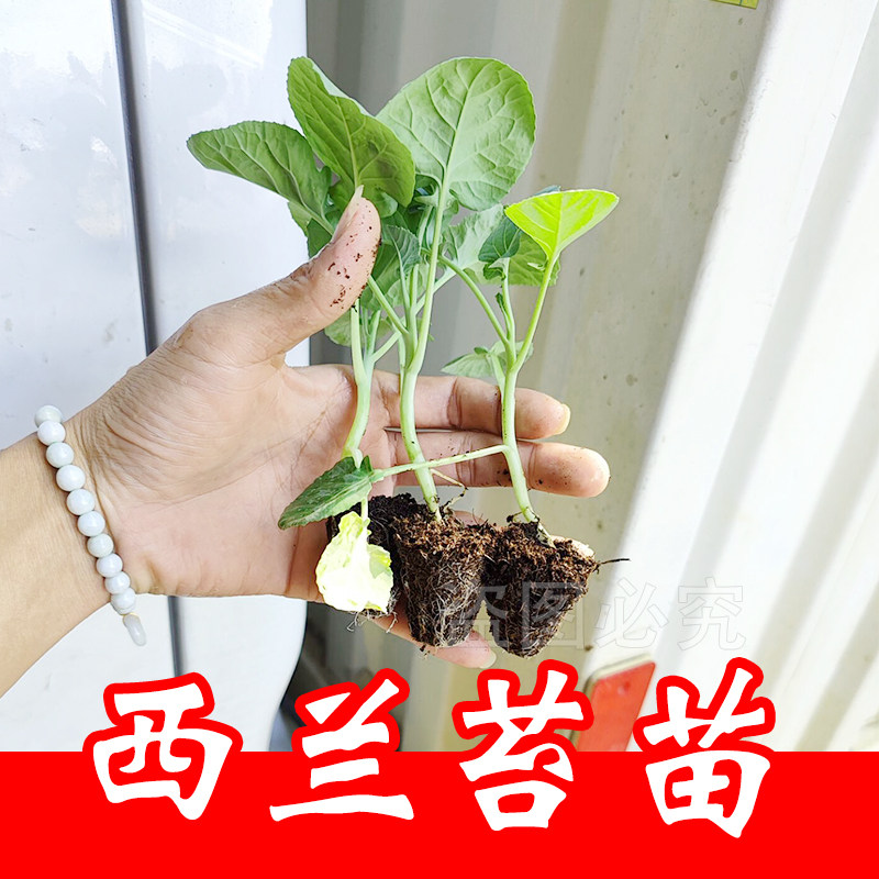 西兰苔秧苗 西兰花芥蓝芥兰菜心四季阳台种菜盆栽蔬菜种苗