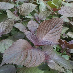 红紫苏种子紫叶苏调味料四季播种特菜菜种易种蔬菜种子
