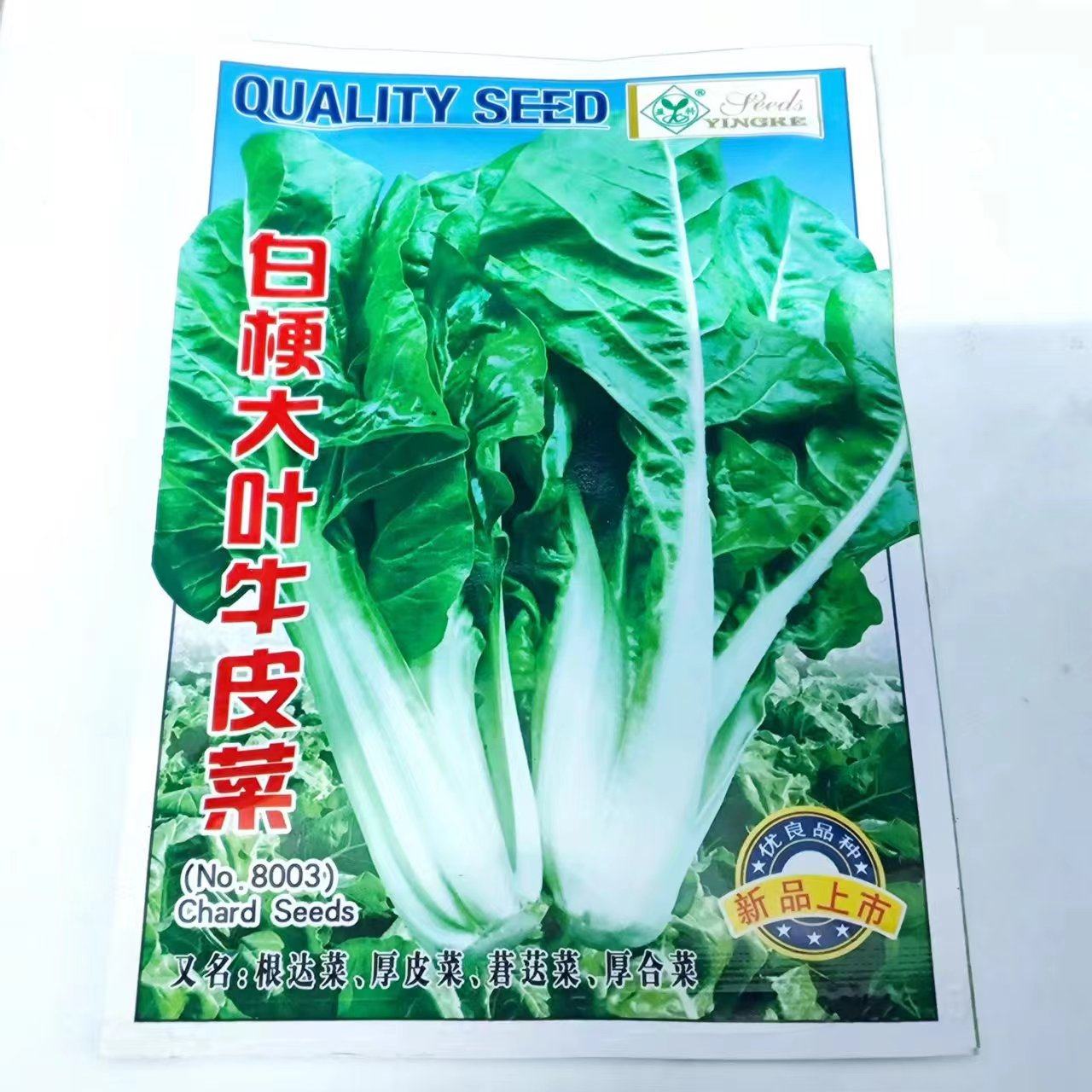 白梗牛皮菜苗四季可以种植