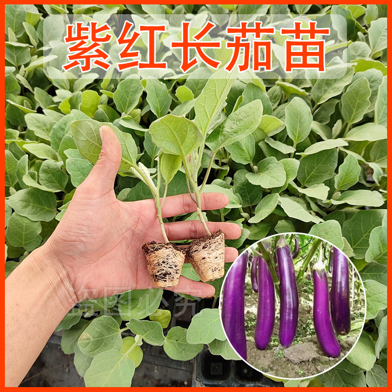 【顺丰包邮】四季茄子苗黑紫红长茄圆茄蔬菜苗辣椒苗秧苗带土