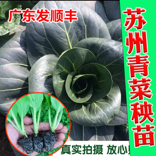 苏州青菜苗  宜阳台庭院栽培叶片肥厚甜糯口感及佳